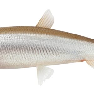Smelts