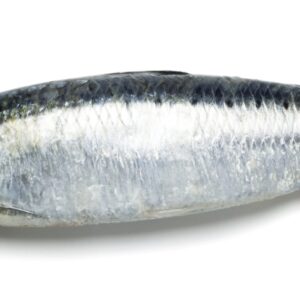 Sardines