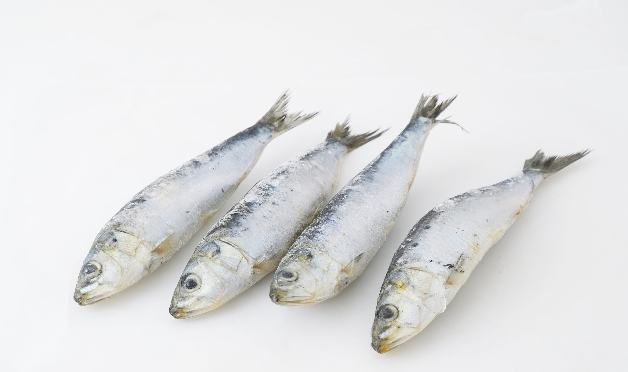 Sardines